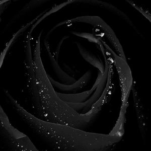 Meet your Posher, Amazon